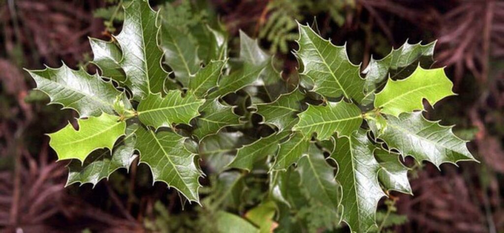 Espinheira-santa: planta medicinal e seus usos: conheça a planta nativa do Brasil e suas propriedades terapêuticas.