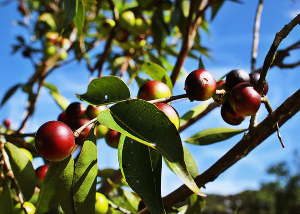 Camu-Camu: A Fruta Brasileira com Mais Vitamina C que a Laranja