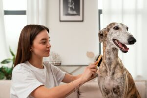 Descubra Como Proteger Seu Cão e o Ambiente dos Carrapatos