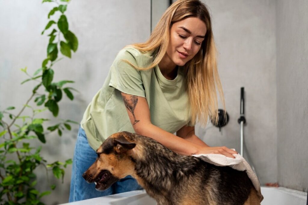 Como Eliminar Carrapatos do Seu Cão e do Ambiente de Forma Eficaz