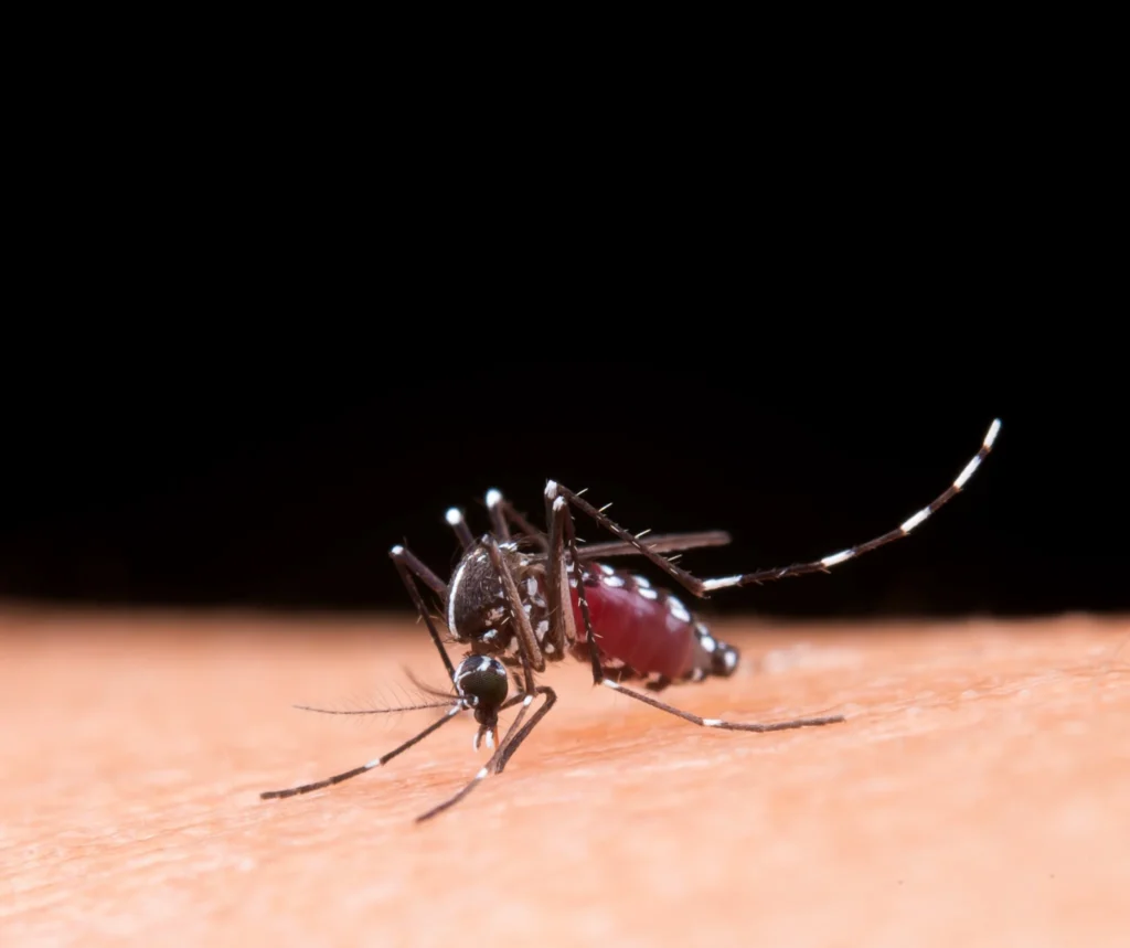 Mosquito Aedes aegypti picando pele humana, imagem detalhada em close-up.