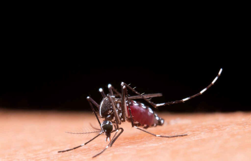 Mosquito transmissor do vírus Zika, Aedes aegypti.